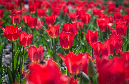 Red tulips flower bed in the park. Red tulip field  spring background in red color. Close up. Selective focus.