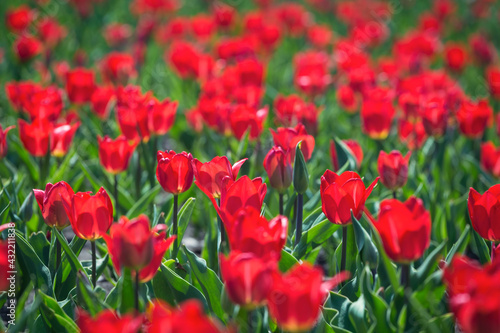 Red tulips flower bed in the park. Red tulip field, spring background in red color. Close up. Selective focus.