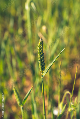 Espiga de trigo verde floreciendo © Mac Estudio