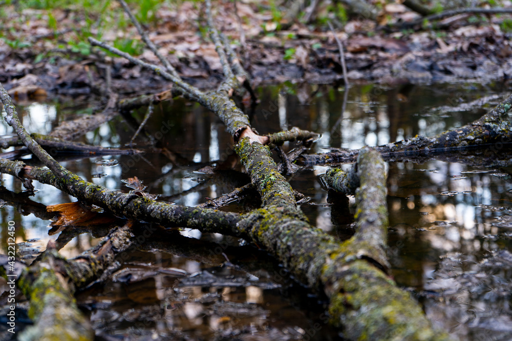Tree Branch Laying in Dark Puddle in Middle of Woods Tree Branch Laying in Dark Puddle in Middle of Woods
