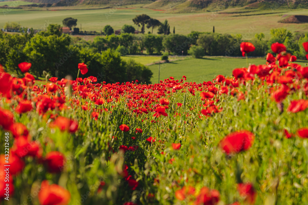 Fototapeta premium Campo verde lleno de amapolas y trigo
