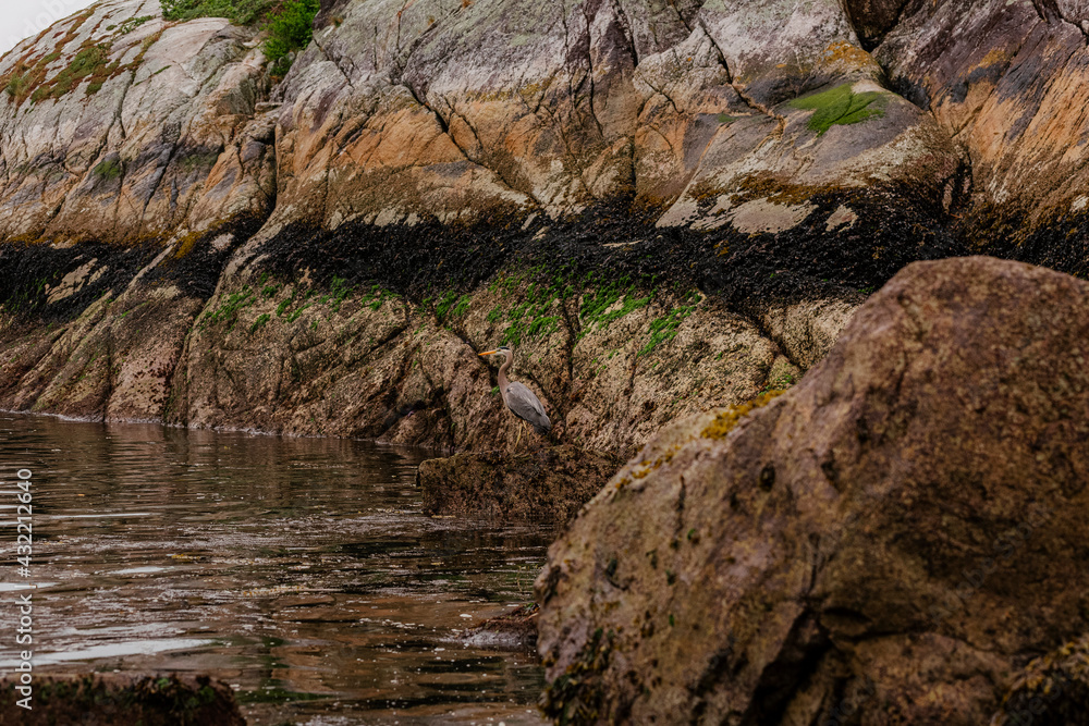 Blue Heron on rock Blue Heron on rock