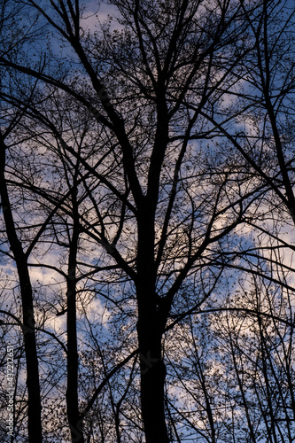 Dark Tree with Blue Sunset Sky in Background