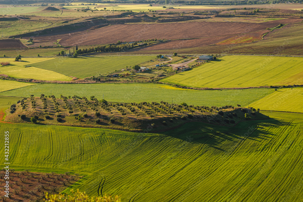 Valle verde con tierra de olivos