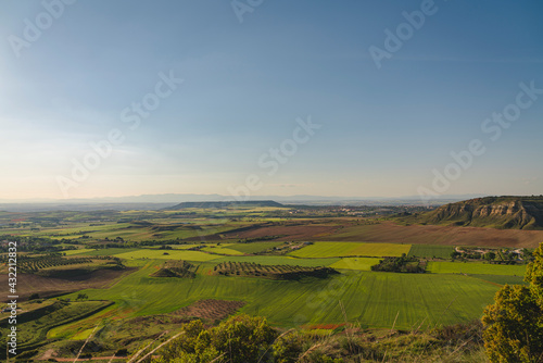 Valle verde con amapolas rojas y olivos