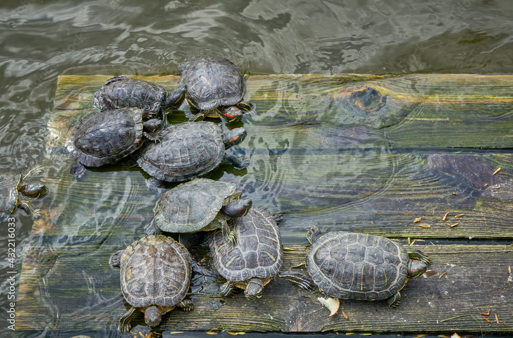 Turtles basking in the sun on a wooden platform in the water. Turtles basking in the sun on a wooden platform in the water.
