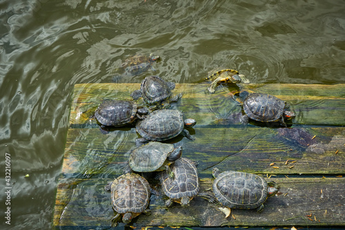 Turtles basking in the sun on a wooden platform in the water.