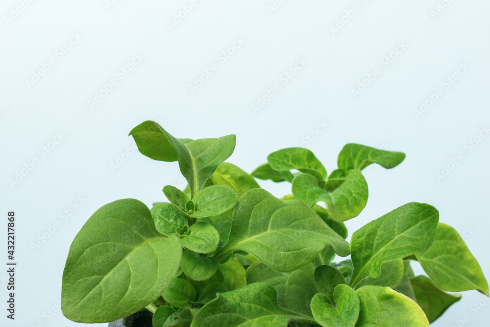 A bright green houseplant with large leaves on a blue background. A bright green houseplant with large leaves on a blue background.