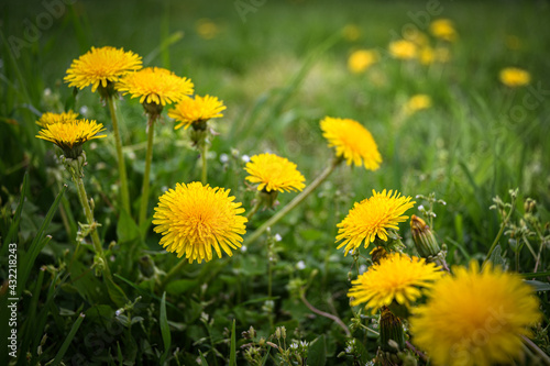 Yellow dandelions on a green lawn in the garden. The beauty of wildflowers.
