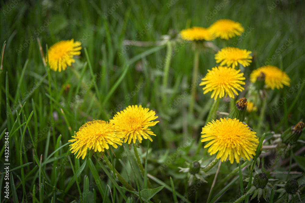 Yellow dandelions on a green lawn in the garden. The beauty of wildflowers. Yellow dandelions on a green lawn in the garden. The beauty of wildflowers.