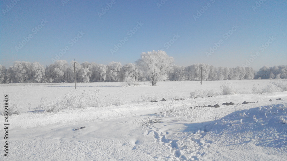 snow covered trees