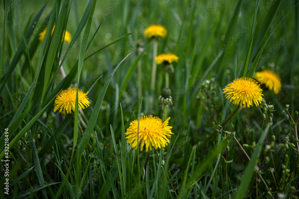 Yellow dandelions on a green lawn in the garden. The beauty of wildflowers. Yellow dandelions on a green lawn in the garden. The beauty of wildflowers.
