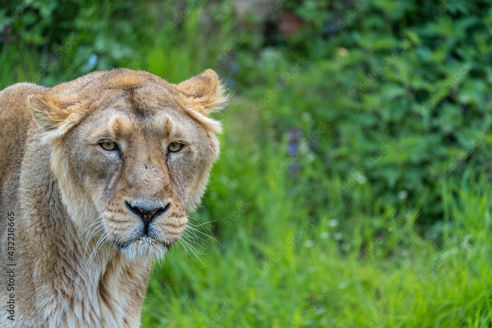 Female asiatic lion is a Panthera leo leo population surviving today only in India Female asiatic lion is a Panthera leo leo population surviving today only in India
