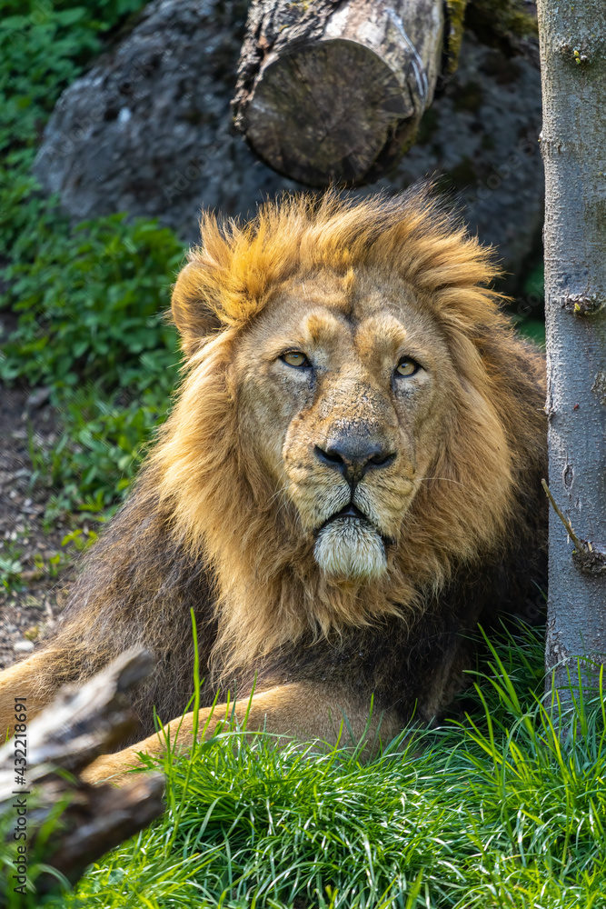 The Asiatic lion is a Panthera leo leo population surviving today only in India
