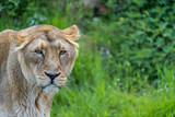 Female asiatic lion is a Panthera leo leo population surviving today only in India