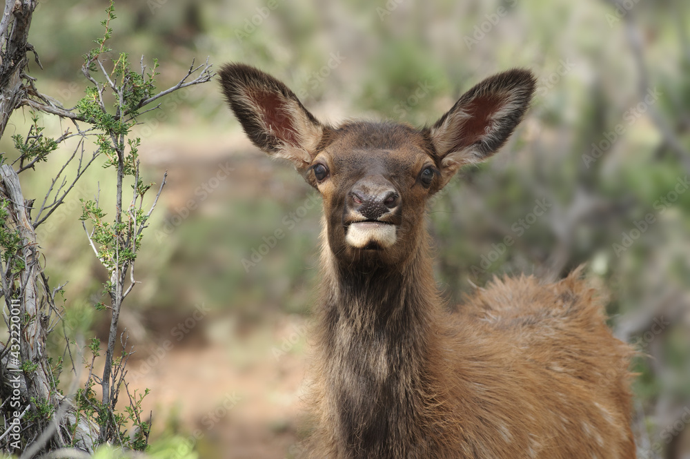 Young deer near the South Rim of the Grand Canyon, Arizona.