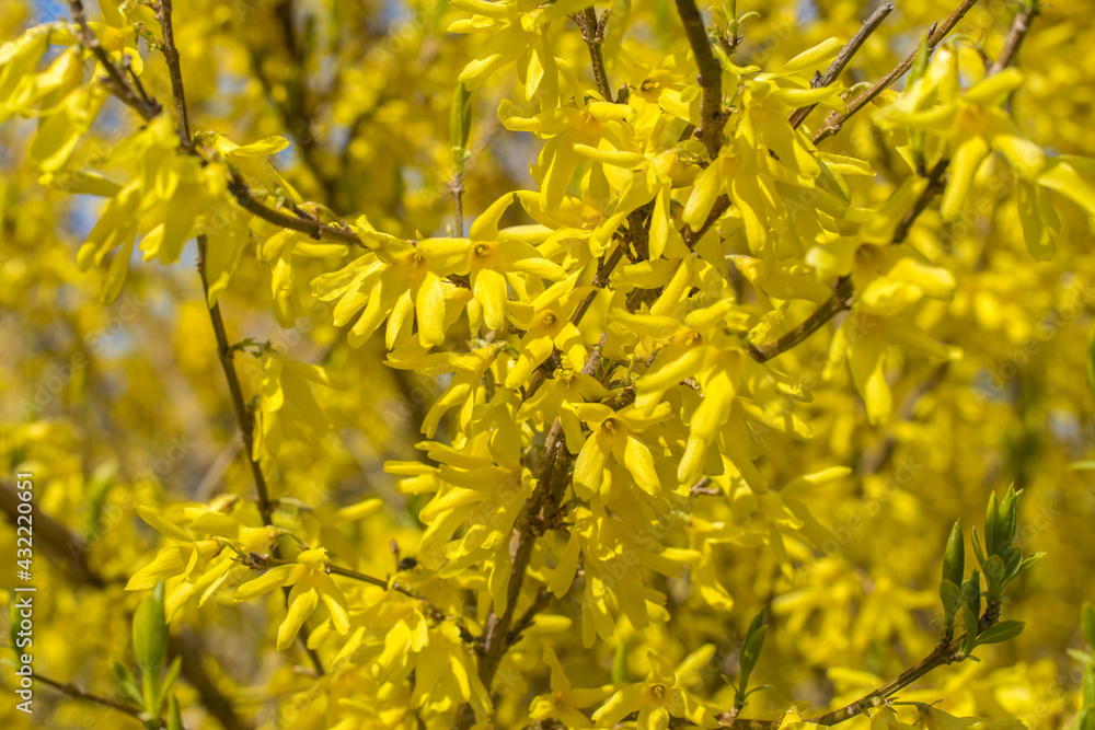 Background from blooming forsythia on a sunny day in early spring. Background from blooming forsythia on a sunny day in early spring.