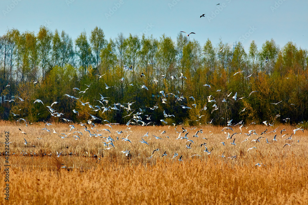 Black-headed gull in summer plumage, in natural habitats, reed thickets of lakes.