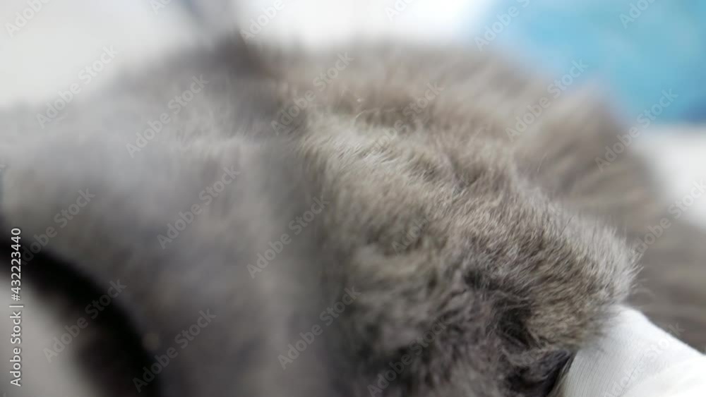 Close-up of a gray cat lying on an operating table. Close-up of a gray cat lying on an operating table.