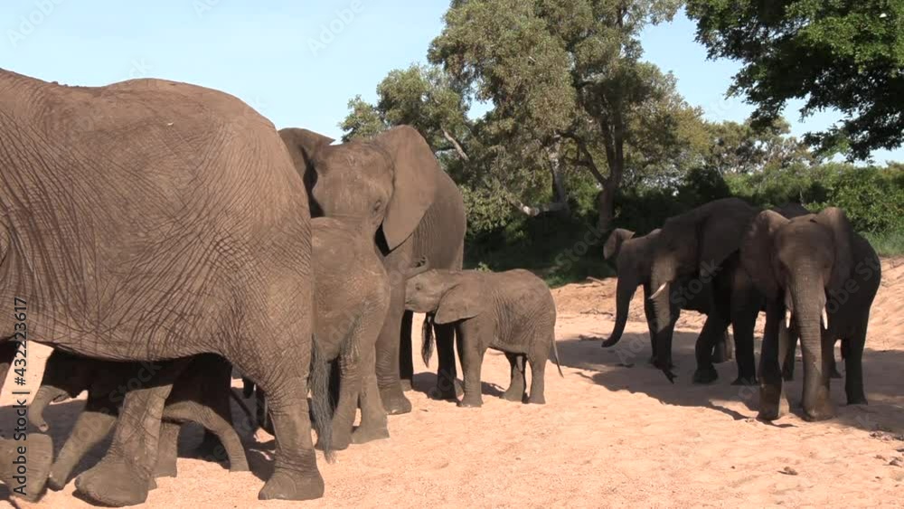 Close view of group of elephants walking on sand by trees in sunlight Close view of group of elephants walking on sand by trees in sunlight