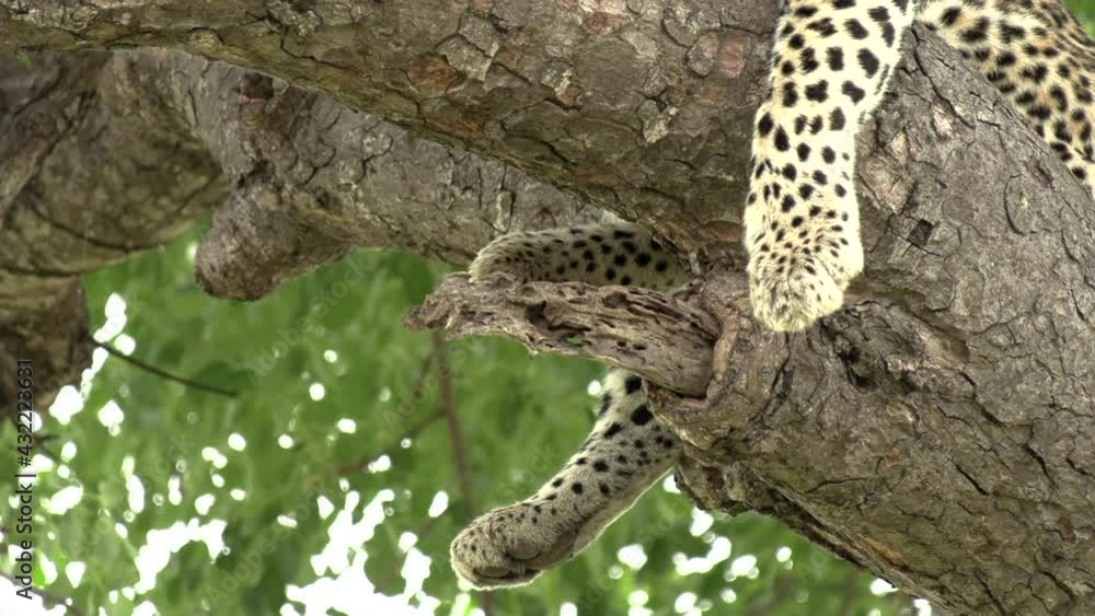 Close-up of leopard’s legs hanging from tree branch, leaves in wind Close-up of leopard’s legs hanging from tree branch, leaves in wind