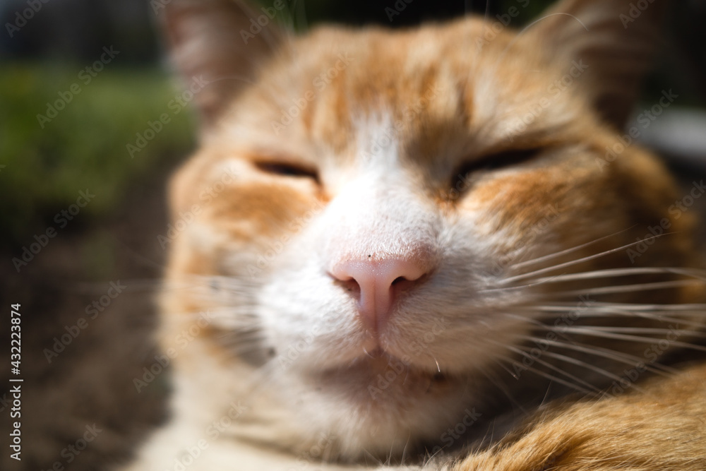 nose of a red cat, close-up, blurred background