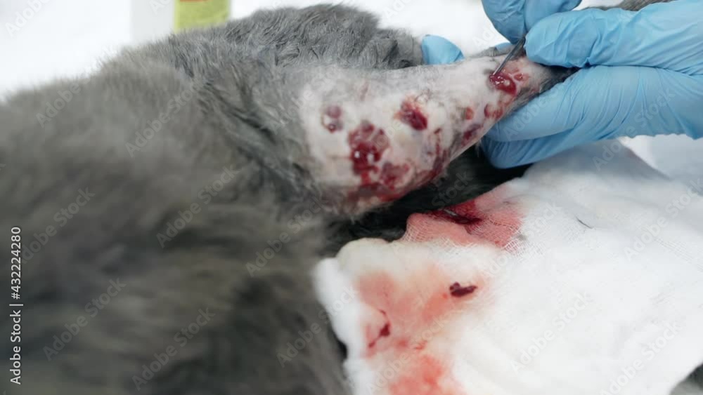 A veterinarian performs an operation on a cat's paw. A veterinarian performs an operation on a cat's paw.