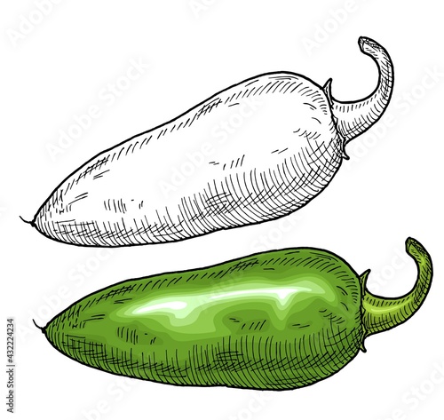 Whole pepper jalapeno. Vintage hatching vector color illustration.