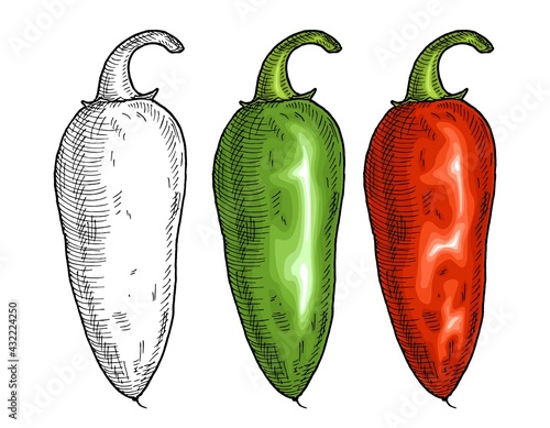 Whole red and green pepper jalapeno. Vintage vector hatching