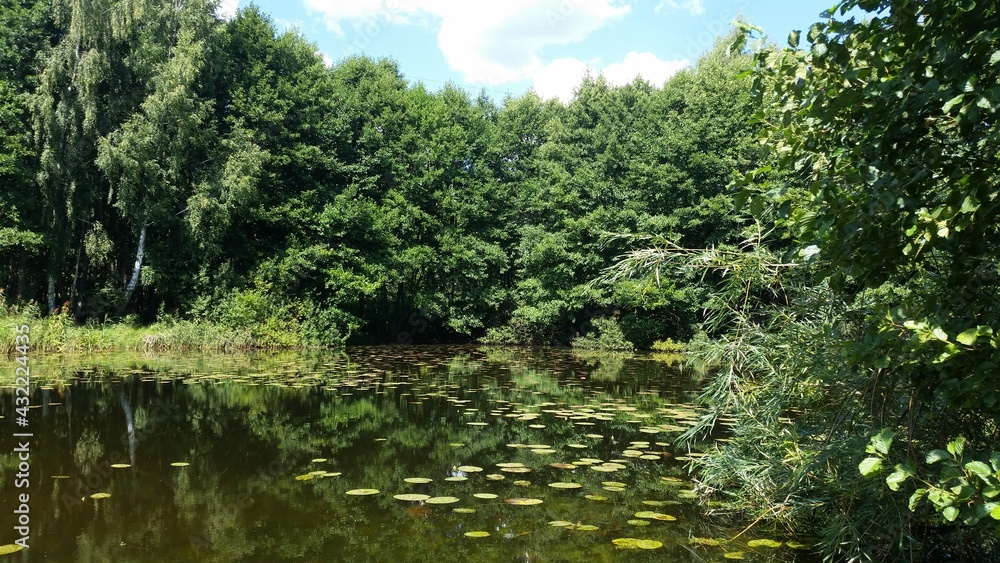 Pond in the forest,Wejherowo,Poland