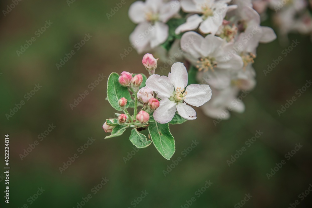 Tree flowers. Beautiful apple blossom. Spring time Tree flowers. Beautiful apple blossom. Spring time