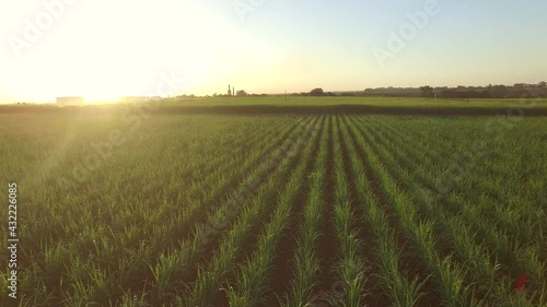 sugar cane plantation farm sunset usine in background