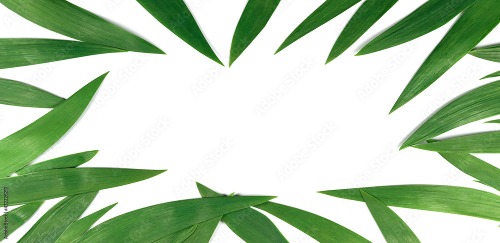 Mockup, green leaves frame. View from above Mockup, green leaves frame. View from above