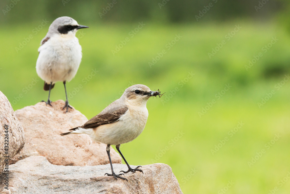 Female Northern wheatear, Oenanthe oenanthe with food for the chicks and male bird in the background. Female Northern wheatear, Oenanthe oenanthe with food for the chicks and male bird in the background.