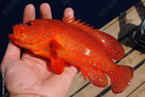 Coral Trout (Cephalopholis miniata) caught by sportfisher