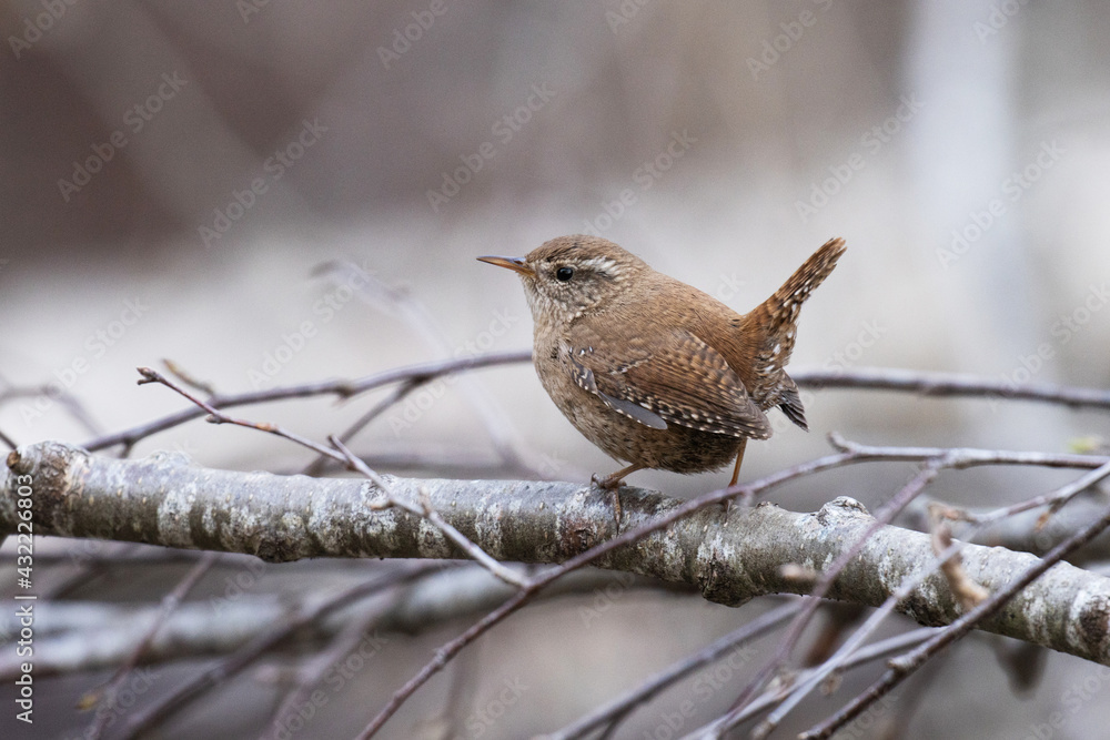 Small Eurasian wren, Troglodytes troglodytes perched on a twig. Small Eurasian wren, Troglodytes troglodytes perched on a twig.
