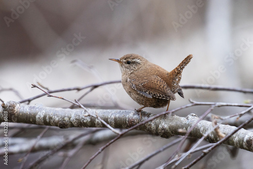 Small Eurasian wren, Troglodytes troglodytes perched on a twig. 