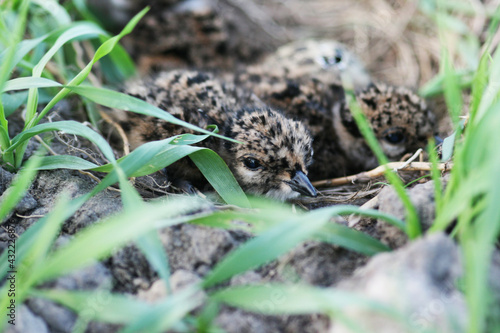 Just hatched Northern lapwing, Vanellus vanellus in the nest on an agricultural field in Europe. 