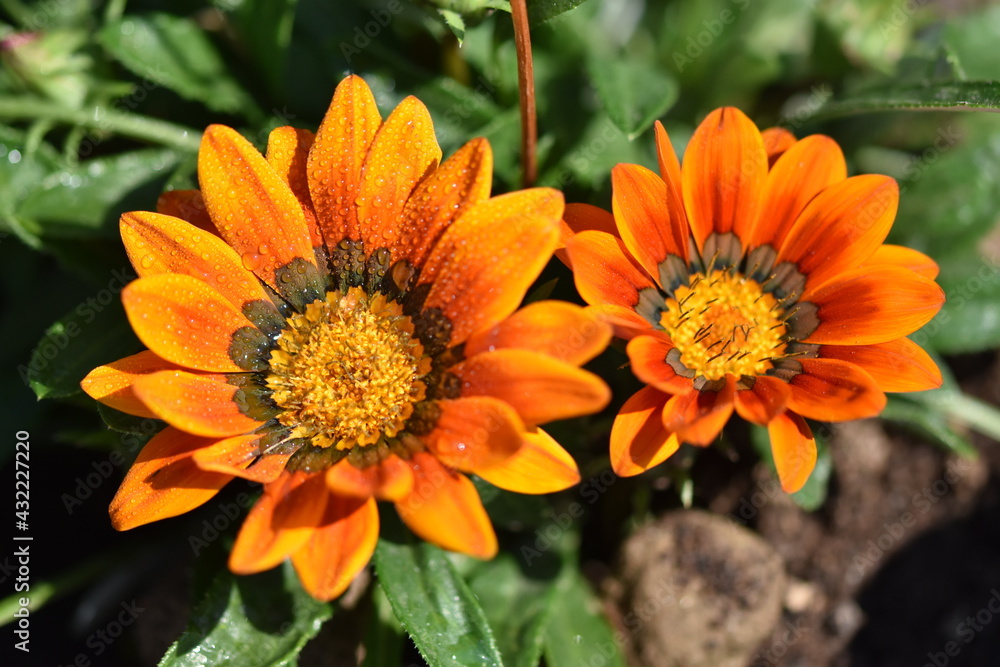 Obraz premium big orange flowers in garden