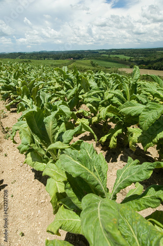 Tobacco plantation in Paraná, Brazil. Plantação de fumo no interior do Paraná. 