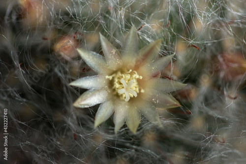 ornamental white Cactus Flower