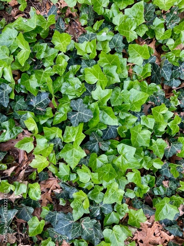 green ivy leaves texture background