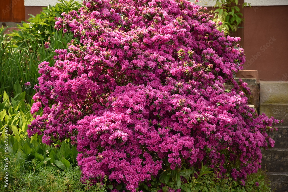 Fototapeta premium red pink rhododendron rosebay ,