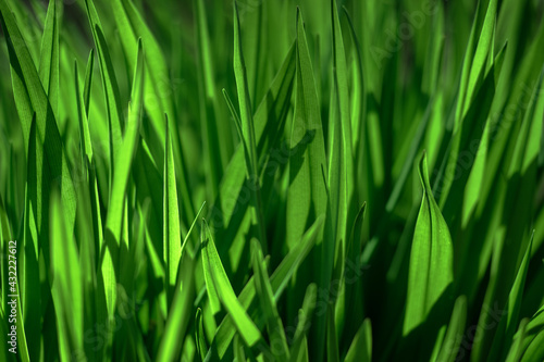 Green grass close-up in the morning glare of the sun. Organic texture. Natural background