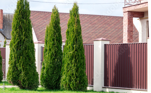 Beautiful Thuja trees on the background of a lowbuilding.  Lined tree backyard. white cedar (Thuja occidentalis 'Smaragd')  photo