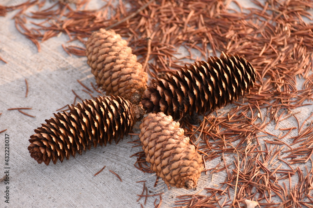 pine cones in the shape of a cross pine cones in the shape of a cross