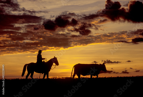 Perfil de cavaleiro tocando gado ao nascer do sol.
Cowboy and cow at twilight photo