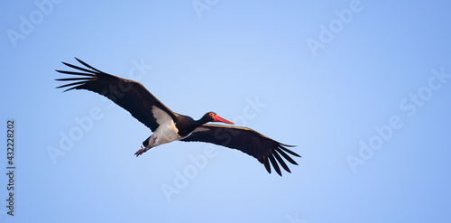 Black stork ciconia nigra flies across the blue sky to hunt.