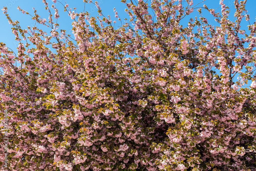 Cherry blossom in the Jardin des Plantes - Paris, France Cherry blossom in the Jardin des Plantes - Paris, France