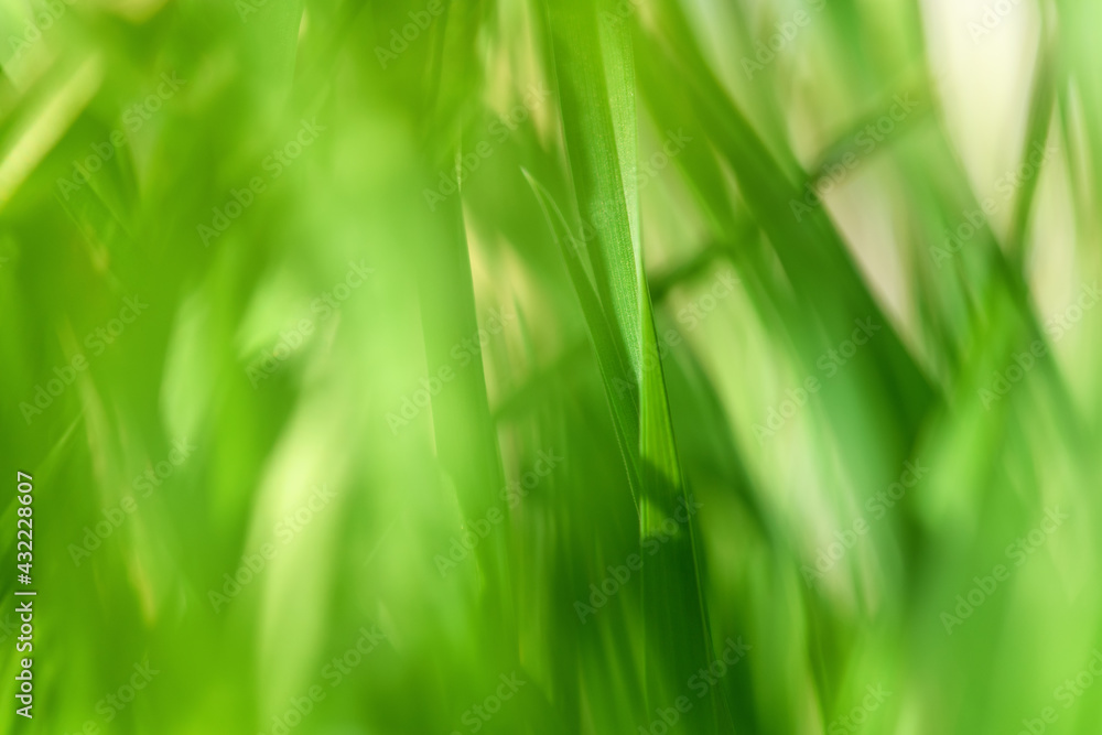 Blurred background with green grass and blurred foliage bokeh. Soft focus. Shallow DoF